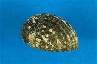 藏品(漁舟蜑螺)的圖片